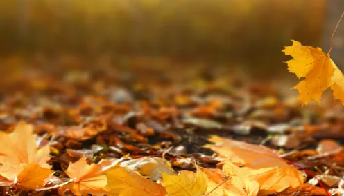 autumn 2025 copy