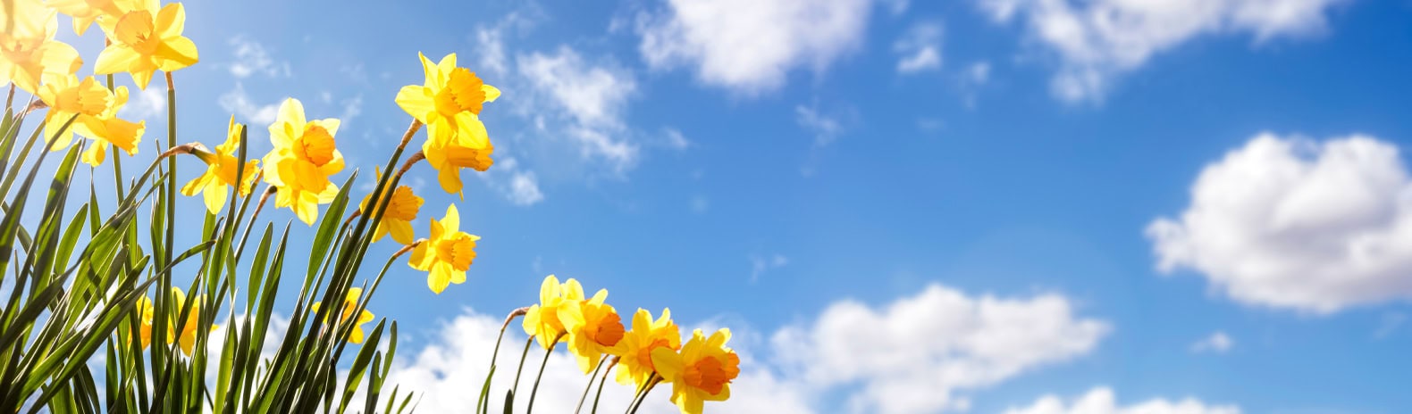 Estate Agents and Letting Agents in Shropshire