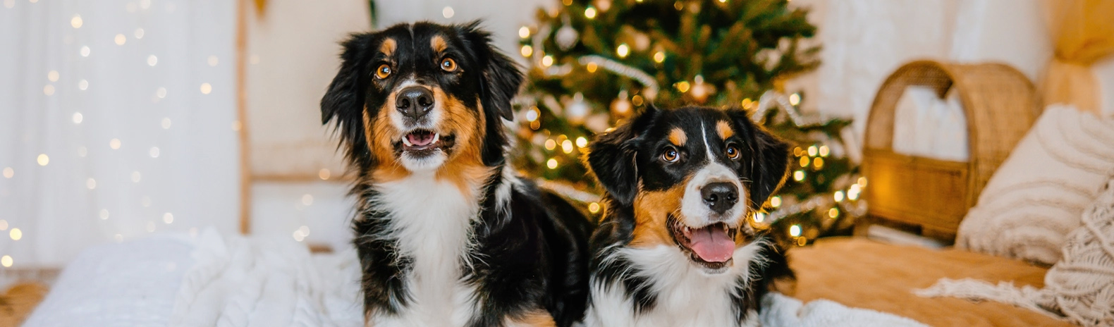 Estate Agents and Letting Agents in Shropshire